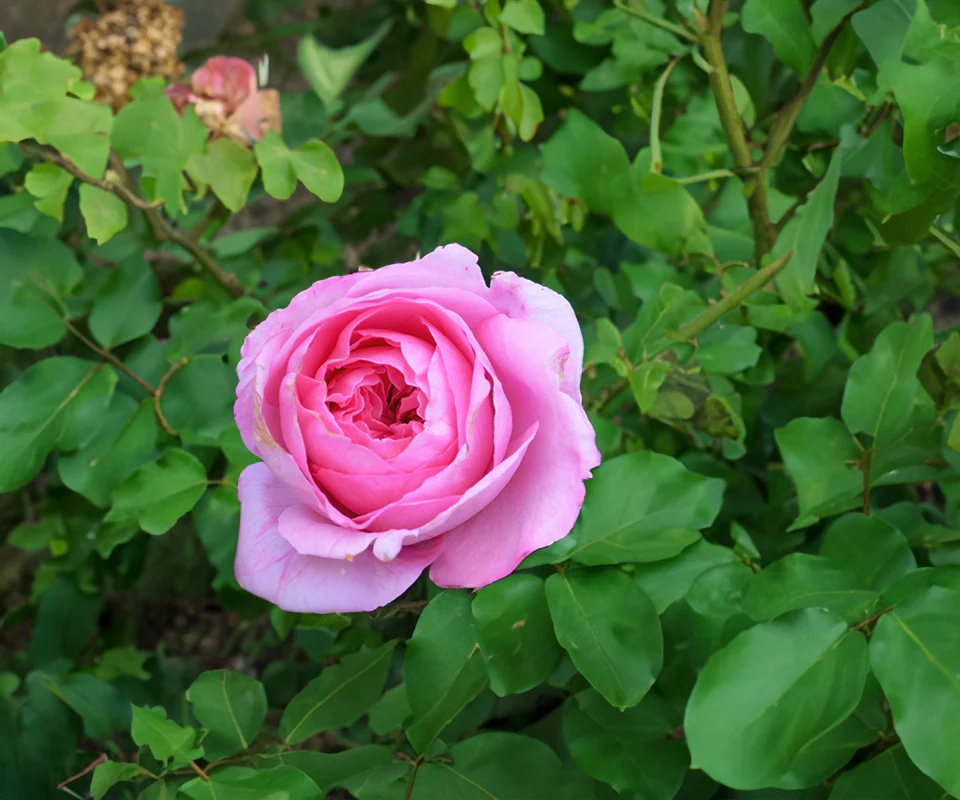 Blossom Gin - Image 3