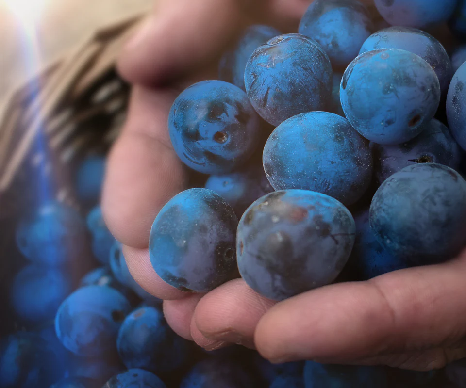 Sloe Gin - Image 5