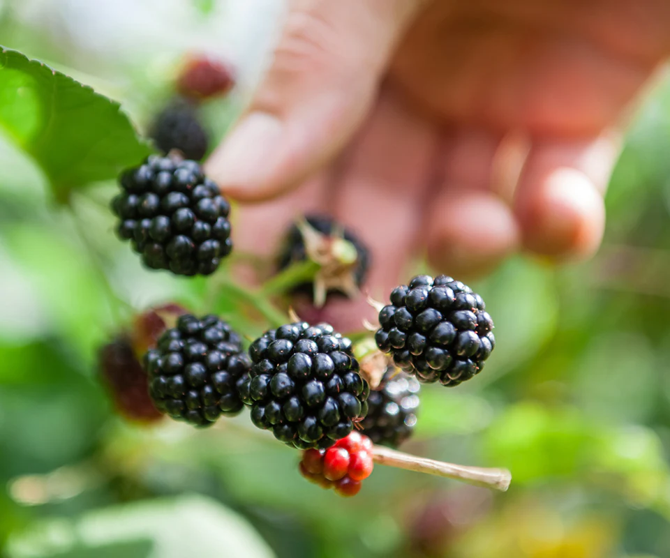 Spiced Blackberry Gin - Image 5